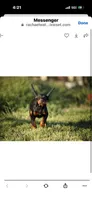 Female pup 2, a female Doberman Pinscher for sale in Quinlan, TX – Photo 1 of 10