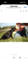 Female pup 2, a female Doberman Pinscher for sale in Quinlan, TX – Photo 10 of 10