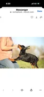 Female pup 2, a female Doberman Pinscher for sale in Quinlan, TX – Photo 6 of 10