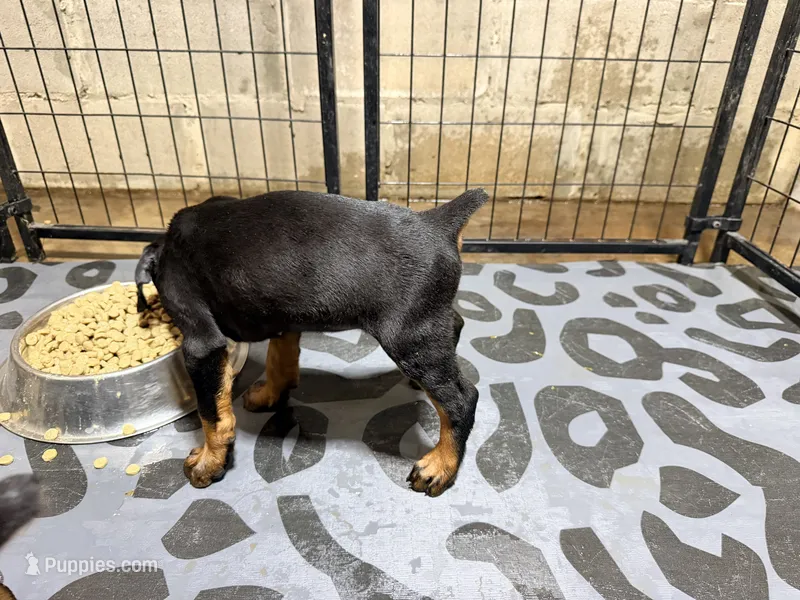 Female pup 2 – Doberman Pinscher puppy for sale in Quinlan, TX