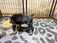 Female pup 2, a female Doberman Pinscher for sale in Quinlan, TX – 1 of 1