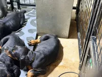 Female pup , a female Doberman Pinscher for sale in Quinlan, TX – 2 of 2