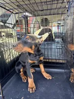 Female pup 1, a female Doberman Pinscher for sale in Quinlan, TX – Photo 2 of 2