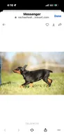 Female pup 1, a female Doberman Pinscher for sale in Quinlan, TX – Photo 4 of 8