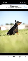 Female pup 1, a female Doberman Pinscher for sale in Quinlan, TX – Photo 3 of 8