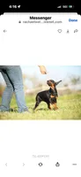 Female pup 1, a female Doberman Pinscher for sale in Quinlan, TX – Photo 5 of 8