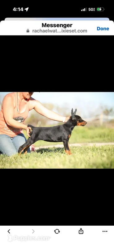 Female pup 1 – Doberman Pinscher puppy for sale in Quinlan, TX