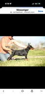 Female pup 1, a female Doberman Pinscher for sale in Quinlan, TX – Photo 1 of 8