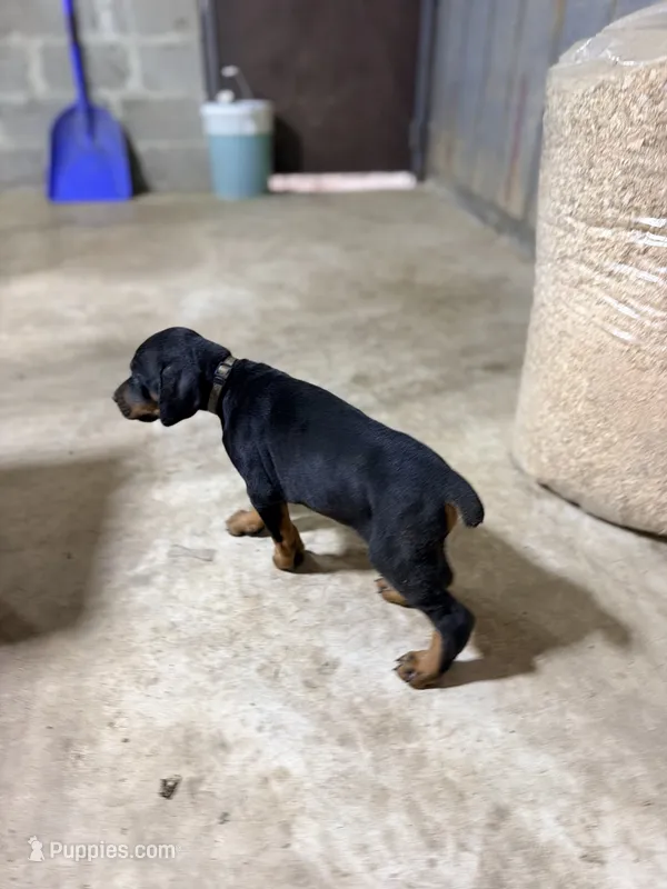 Female pup  – Doberman Pinscher puppy for sale in Quinlan, TX
