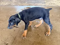 Male pup, a male Doberman Pinscher for sale in Quinlan, TX – 2 of 2