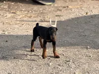 Female pup 2, a female Doberman Pinscher for sale in Quinlan, TX – 3 of 7
