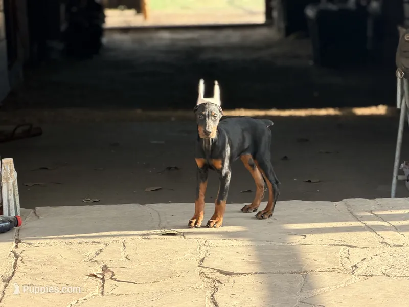 Female pup  – Doberman Pinscher puppy for sale in Quinlan, TX