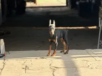 Female pup , a female Doberman Pinscher for sale in Quinlan, TX – 1 of 5