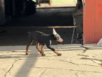 Female pup , a female Doberman Pinscher for sale in Quinlan, TX – 2 of 5