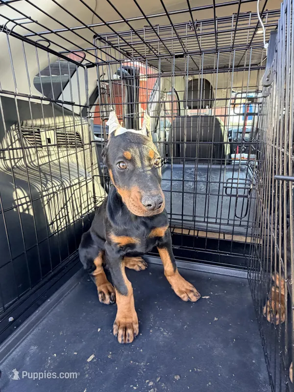 Female pup 1 – Doberman Pinscher puppy for sale in Quinlan, TX