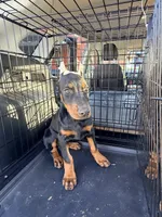 Female pup 1, a female Doberman Pinscher for sale in Quinlan, TX – Photo 1 of 2