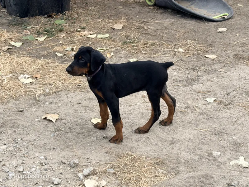 Female pup 2 – Doberman Pinscher puppy for sale in Quinlan, TX