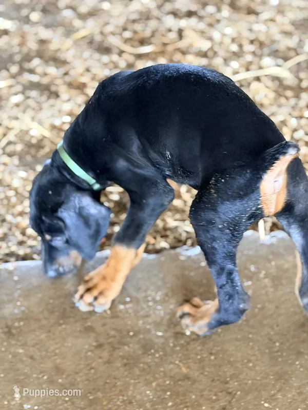 Male pup – Doberman Pinscher puppy for sale in Quinlan, TX