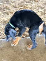 Male pup, a male Doberman Pinscher for sale in Quinlan, TX – 1 of 2