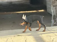 Female pup , a female Doberman Pinscher for sale in Quinlan, TX – 3 of 5