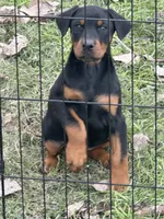Female pup, a female Doberman Pinscher for sale in Quinlan, TX – Photo 2 of 3