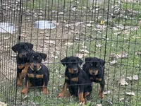 Female pup, a female Doberman Pinscher for sale in Quinlan, TX – Photo 1 of 3