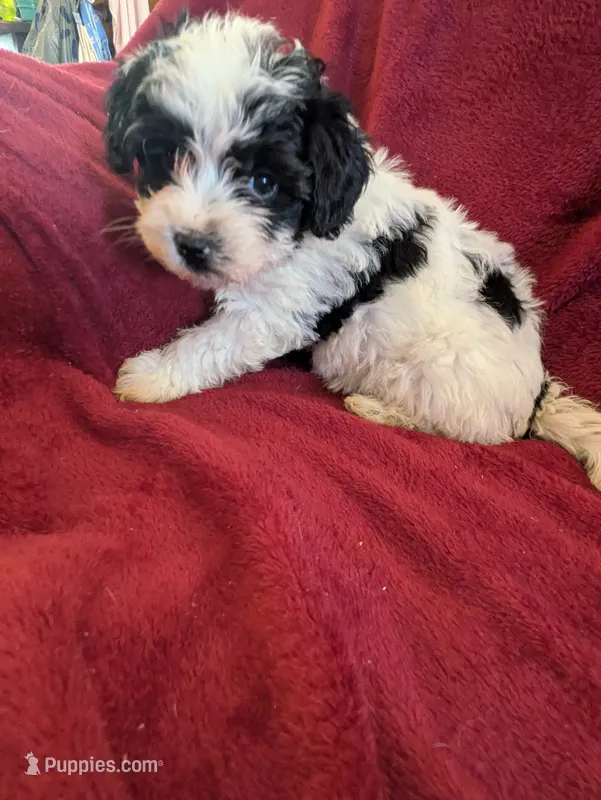 Cookie  – Biewer puppy for sale in Church Hill, TN