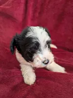 Cookie , a female Biewer for sale in Church Hill, TN – 7 of 8