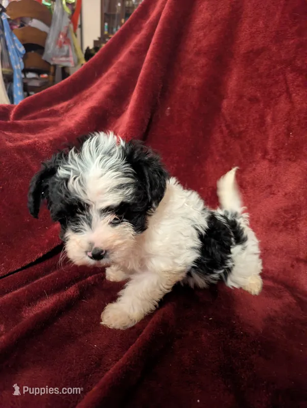 Minnie – Biewer puppy for sale in Church Hill, TN