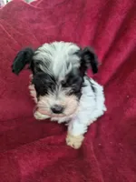 Cookie , a female Biewer for sale in Church Hill, TN – 4 of 8