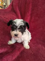 Cookie , a female Biewer for sale in Church Hill, TN – 2 of 8