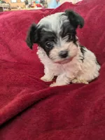 Oreo, a female Biewer for sale in Church Hill, TN – 2 of 2