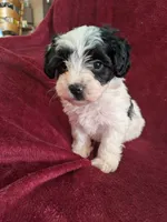 Cookie , a female Biewer for sale in Church Hill, TN – 5 of 8