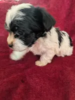 Oreo, a female Biewer for sale in Church Hill, TN – 1 of 2