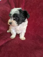 Cookie , a female Biewer for sale in Church Hill, TN – 6 of 8