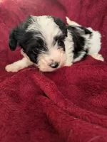 Cookie , a female Biewer for sale in Church Hill, TN – 8 of 8