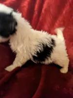 Minnie, a female Biewer for sale in Church Hill, TN – 2 of 3