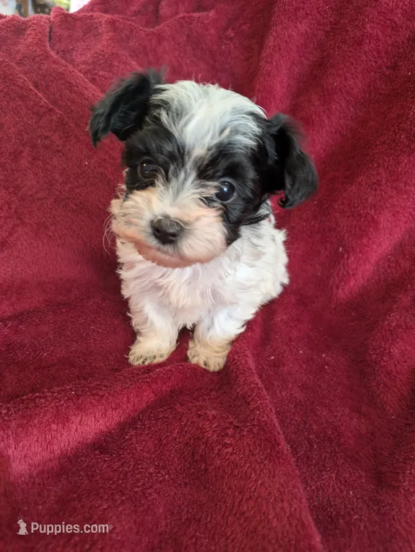 Cookie  – Biewer puppy for sale in Church Hill, TN