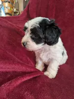 Cookie , a female Biewer for sale in Church Hill, TN – 3 of 8