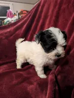 Minnie, a female Biewer for sale in Church Hill, TN – 3 of 3
