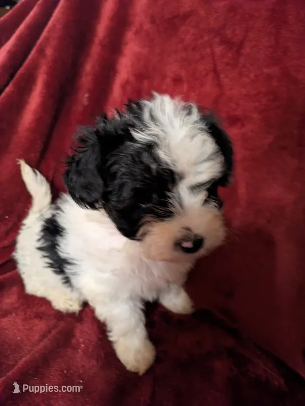 Oreo – Biewer puppy for sale in Church Hill, TN