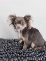 Hazel, a female Chihuahua for sale in Flushing, MI – Photo 3 of 3