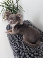 Hazel, a female Chihuahua for sale in Flushing, MI – Photo 2 of 3