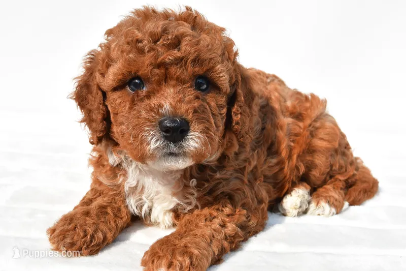 Sammy  – Cavapoo puppy for sale in Temecula, CA