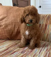 Tatum , a male Cavapoo for sale in Temecula, CA – 2 of 5