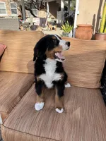 Suzy Q , a female Bernese Mountain Dog for sale in Temecula, CA – Photo 5 of 6