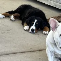 Suzy Q , a female Bernese Mountain Dog for sale in Temecula, CA – 2 of 3