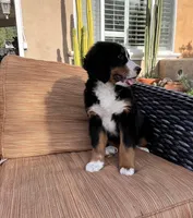 Suzy Q , a female Bernese Mountain Dog for sale in Temecula, CA – Photo 4 of 6