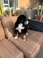 Suzy Q , a female Bernese Mountain Dog for sale in Temecula, CA – Photo 6 of 6