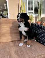 Suzy Q , a female Bernese Mountain Dog for sale in Temecula, CA – Photo 3 of 6